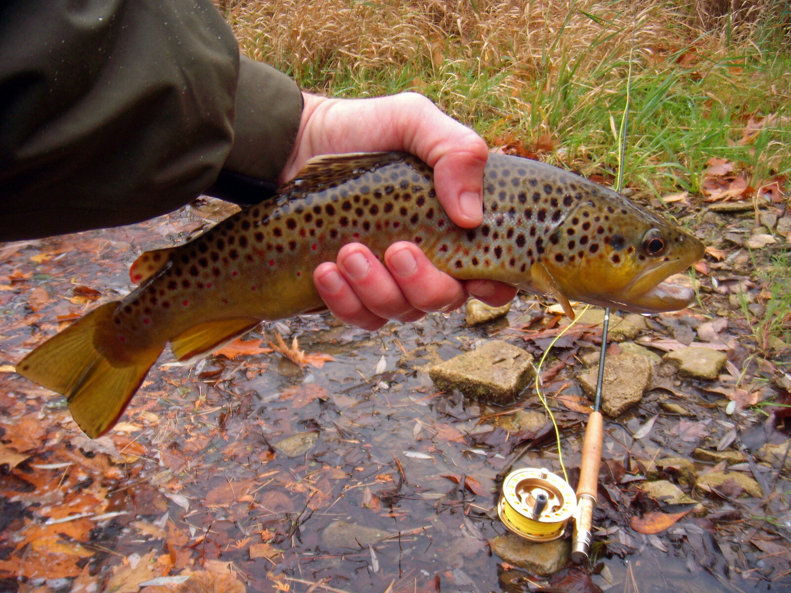 Hand holding a wild brown trout streamside with a fly reel in view